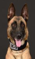 police dog chief