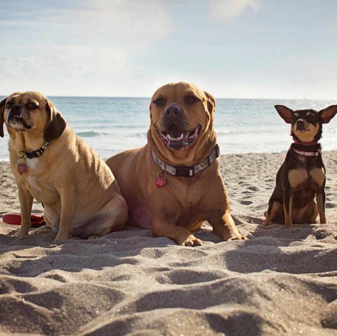 3 dogs on the beach